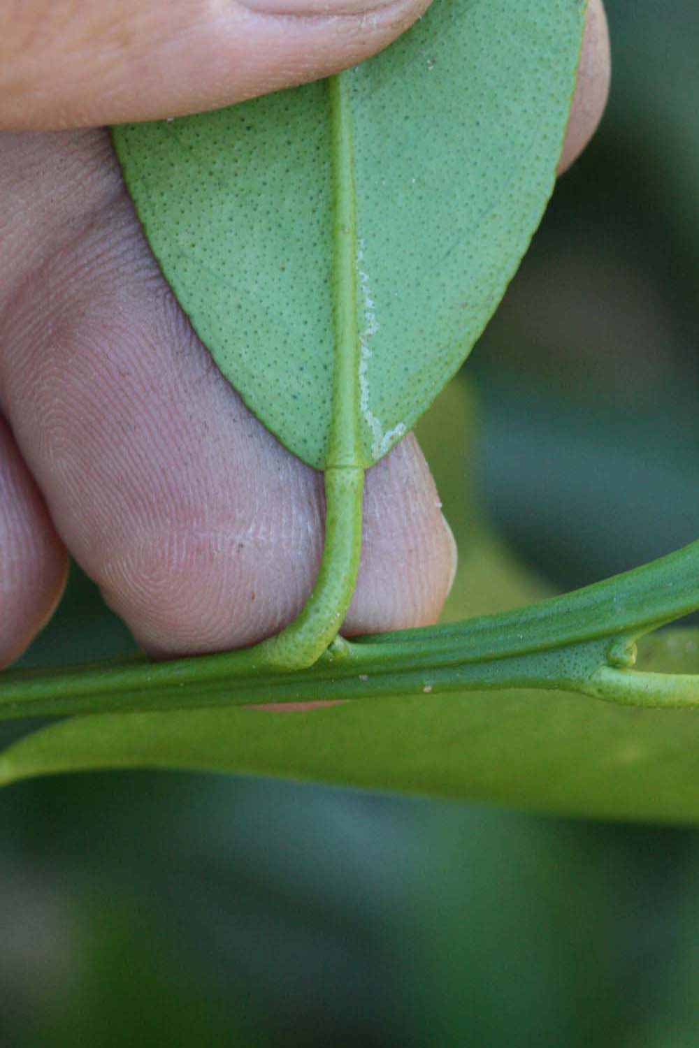              Petiole (Riverside, CA)       